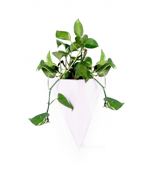 Vertical White PVC Triangle Box Planter With Hanging System Money Plant Indoor